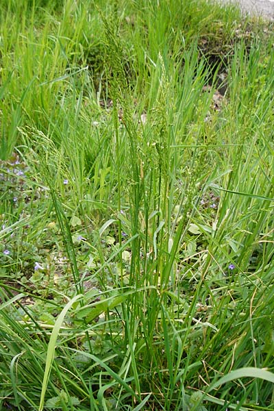 Poa trivialis \ Gew�hnliches Rispengras / Rough Blue Grass, D &Ouml;stringen-Eichelberg 30.4.2015