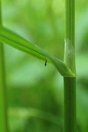 Poa trivialis \ Gew�hnliches Rispengras / Rough Blue Grass, D Ober-Ramstadt 26.5.2017