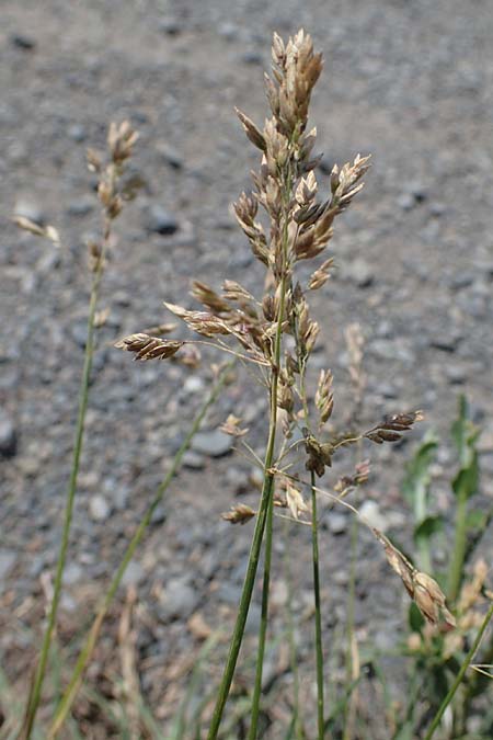 Poa pratensis \ Wiesen-Rispengras, Wiesenrispe, D Th&uuml;ringen, Bad Frankenhausen 10.6.2022