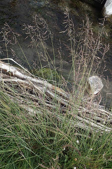 Puccinellia spec1 <b>?</b>, Saltmarsh Grass
