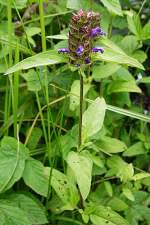 Prunella vulgaris \ Gemeine Braunelle, Kleine Braunelle / Selfheal, D Heppenheim-Mittershausen 26.6.2015