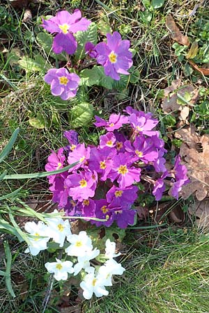 Primula vulgaris \ St�ngellose Primel, Kissen-Primel / Primrose, D Frankfurt-H&ouml;chst 25.3.2017