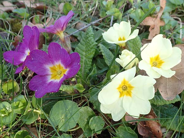 Primula vulgaris \ St�ngellose Primel, Kissen-Primel / Primrose, D Frankfurt-H&ouml;chst 25.3.2017