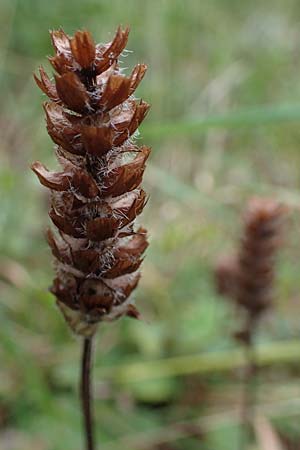 Prunella vulgaris \ Gemeine Braunelle, Kleine Braunelle / Selfheal, D Harz, Sonnenberg 20.9.2021