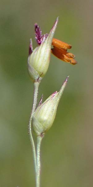 Panicum virgatum \ Rotbraunbl�ttrige Ruten-Hirse / Switch Grass, D Ludwigshafen 6.8.2022