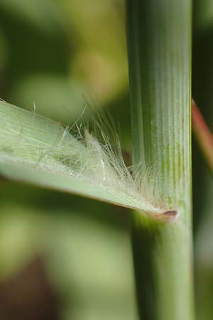 Panicum virgatum \ Rotbraunbl�ttrige Ruten-Hirse / Switch Grass, D Ludwigshafen 6.8.2022