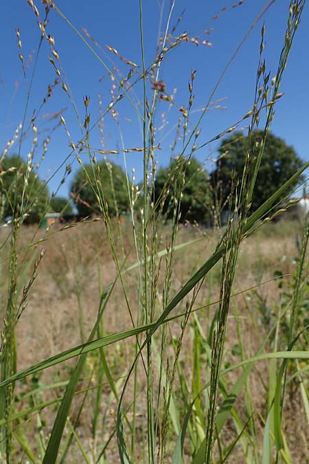 Panicum virgatum \ Rotbraunbl�ttrige Ruten-Hirse / Switch Grass, D Ludwigshafen 6.8.2022