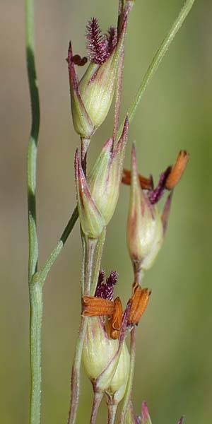 Panicum virgatum \ Rotbraunbl�ttrige Ruten-Hirse / Switch Grass, D Ludwigshafen 6.8.2022