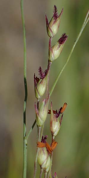 Panicum virgatum \ Rotbraunbl�ttrige Ruten-Hirse / Switch Grass, D Ludwigshafen 6.8.2022