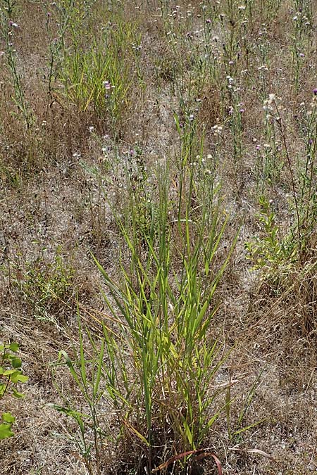 Panicum virgatum \ Rotbraunbl�ttrige Ruten-Hirse / Switch Grass, D Ludwigshafen 6.8.2022