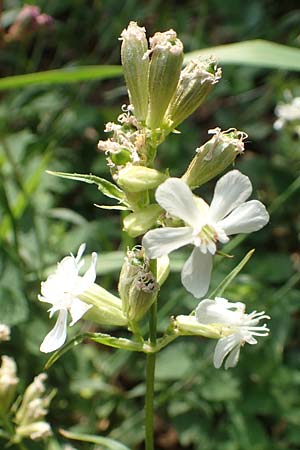 Silene viscaria \ Gew�hnliche Pechnelke / Sticky Catchfly, D Eberbach 11.5.2018