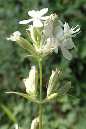 Silene viscaria \ Gew�hnliche Pechnelke / Sticky Catchfly, D Eberbach 11.5.2018