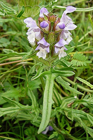 Prunella grandiflora x laciniata \ Hybrid-Braunelle / Hybrid Selfheal, D T&uuml;bingen 20.6.2015