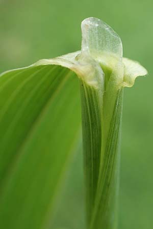 Phalaris arundinacea \ Rohr-Glanzgras / Red Canary Grass, D R&uuml;sselsheim 5.10.2019