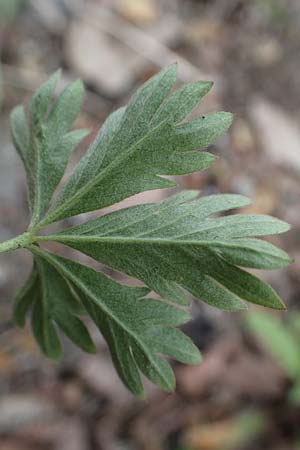 Potentilla collina s.l. \ H�gel-Fingerkraut / Palmleaf Cinquefoil, D Mannheim 19.4.2023