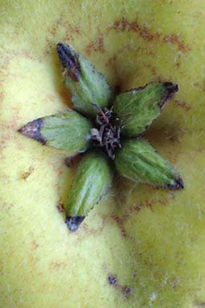 Cydonia oblonga \ Quitte / Quince, D Mannheim 27.9.2015