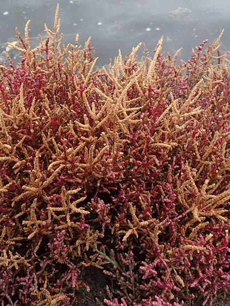 Salicornia europaea, Common Glasswort