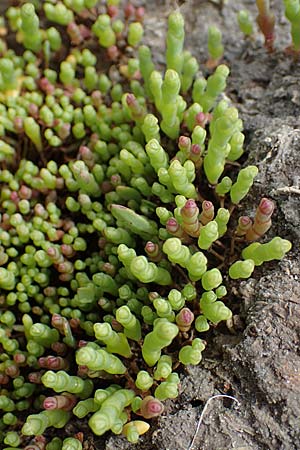 Salicornia europaea, Common Glasswort