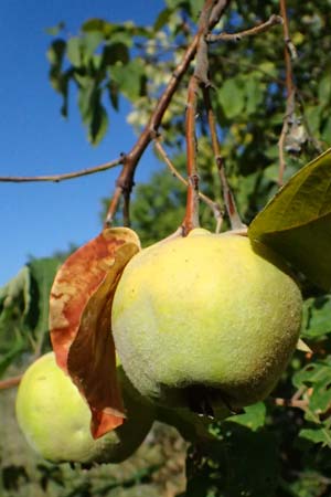 Cydonia oblonga \ Quitte / Quince, D Mannheim 24.8.2025