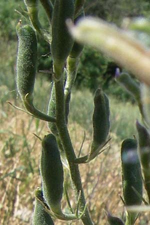 Delphinium hispanicum \ Orientalischer Rittersporn / Eastern Larkspur, D Rheinhessen, Flonheim 14.6.2008