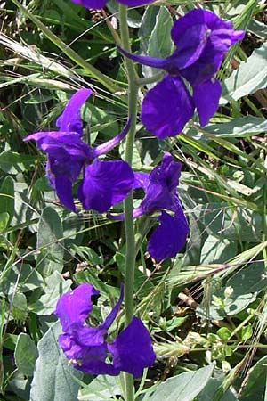 Delphinium hispanicum \ Orientalischer Rittersporn / Eastern Larkspur, D Rheinhessen, Flonheim 14.6.2008