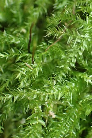 Rhynchostegium confertum \ Unscheinbares Schnabeldeckel-Moos / Clustered Feather-Moss, D Obernburg am Main 15.10.2016