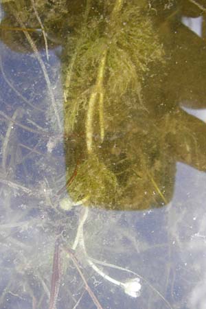Ranunculus aquatilis \ Gew�hnlicher Wasser-Hahnenfu� / Common Water Crowfoot, White Water Crowfoot, D Dieburg 22.5.2015
