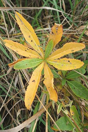 Rorippa austriaca \ �sterreicher Sumpfkresse, D Mannheim 21.10.2015