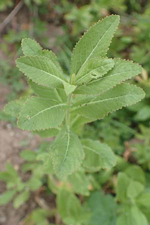 Rorippa austriaca \ �sterreicher Sumpfkresse, D Laudenbach am Main 17.9.2016