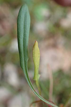 Rumex tenuifolius, Narrow-Leaved Sheep's Sorrel