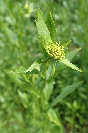 Rorippa austriaca \ �sterreicher Sumpfkresse, D Erlenbach am Main 20.5.2017