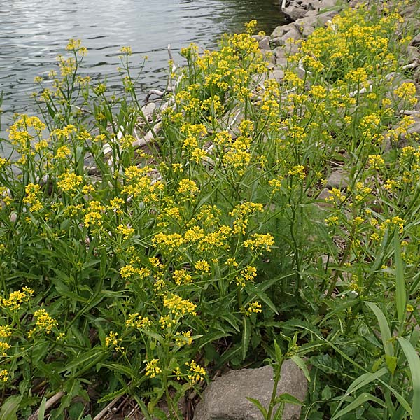 Rorippa amphibia \ Wasser-Kresse, D Mannheim 5.5.2019
