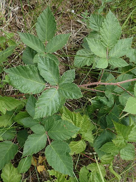 Rubus luxurians \ Wei�bl�tige Brombeere / White-Flowered Bramble, D Langenprozelten 21.6.2020