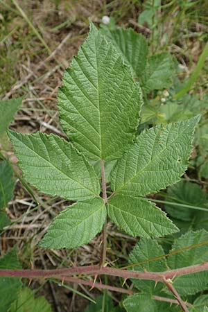 Rubus luxurians \ Wei�bl�tige Brombeere / White-Flowered Bramble, D Langenprozelten 21.6.2020