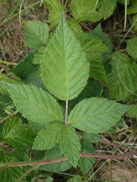 Rubus luxurians \ Wei�bl�tige Brombeere / White-Flowered Bramble, D Langenprozelten 21.6.2020