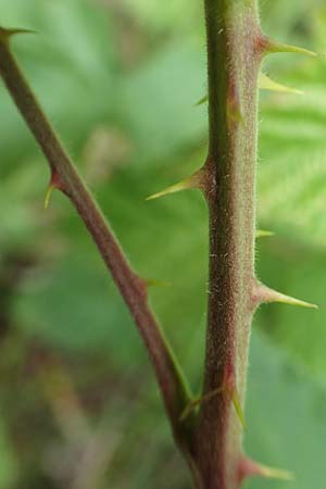 Rubus luxurians \ Wei�bl�tige Brombeere / White-Flowered Bramble, D Langenprozelten 21.6.2020