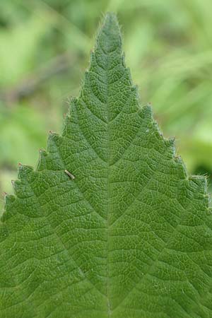 Rubus luxurians \ Wei�bl�tige Brombeere / White-Flowered Bramble, D Langenprozelten 21.6.2020