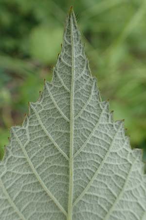 Rubus luxurians \ Wei�bl�tige Brombeere / White-Flowered Bramble, D Langenprozelten 21.6.2020