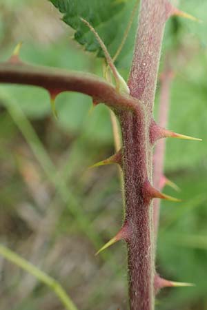 Rubus luxurians \ Wei�bl�tige Brombeere / White-Flowered Bramble, D Langenprozelten 21.6.2020