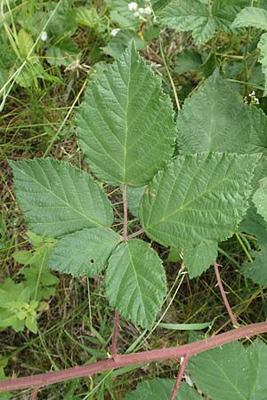 Rubus luxurians \ Wei�bl�tige Brombeere / White-Flowered Bramble, D Langenprozelten 21.6.2020
