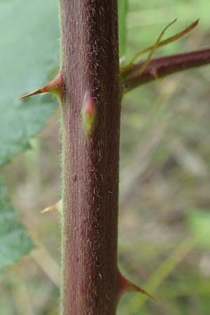 Rubus luxurians \ Wei�bl�tige Brombeere / White-Flowered Bramble, D Langenprozelten 21.6.2020