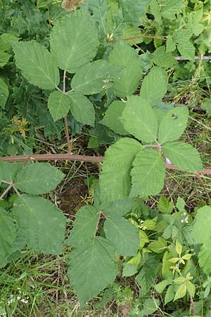 Rubus luxurians \ Wei�bl�tige Brombeere / White-Flowered Bramble, D Langenprozelten 21.6.2020
