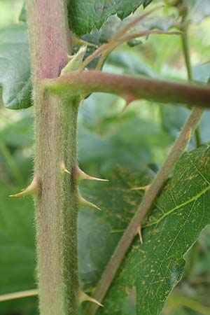 Rubus luxurians \ Wei�bl�tige Brombeere / White-Flowered Bramble, D Langenprozelten 21.6.2020