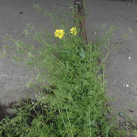 Brassica napus, Smooth Sow-Thistle