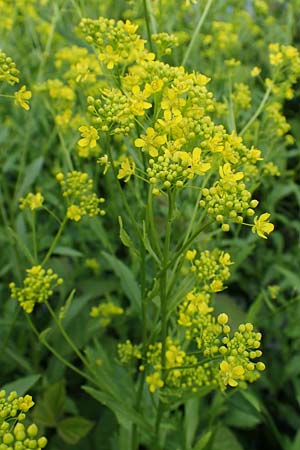 Rorippa austriaca, Austrian Yellow-Cress