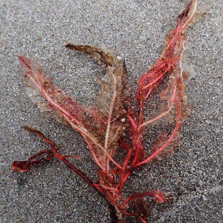 Agardhiella subulata ? \ Agardhiella / Agardhiella, D Hohwacht 13.9.2021