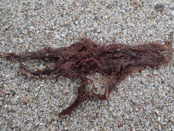 Rhodophytina specB ? \ Rot-Alge / Red Alga, D Hohwacht 14.9.2021