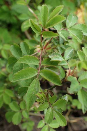 Rosa arvensis \ Kriechende Rose, Feld-Rose / Field Rose, D H&ouml;pfingen 20.5.2023