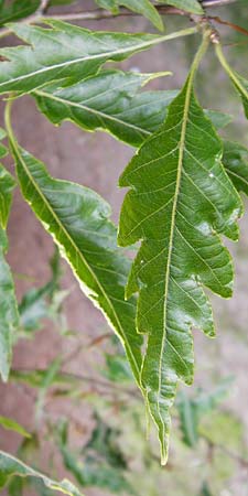 Fagus sylvatica \ Rot-Buche / Beech, D Angelbachtal 25.5.2015