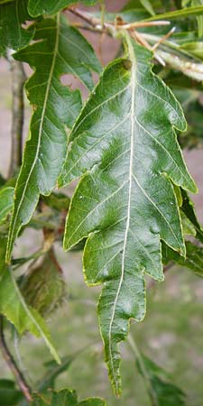 Fagus sylvatica \ Rot-Buche / Beech, D Angelbachtal 25.5.2015